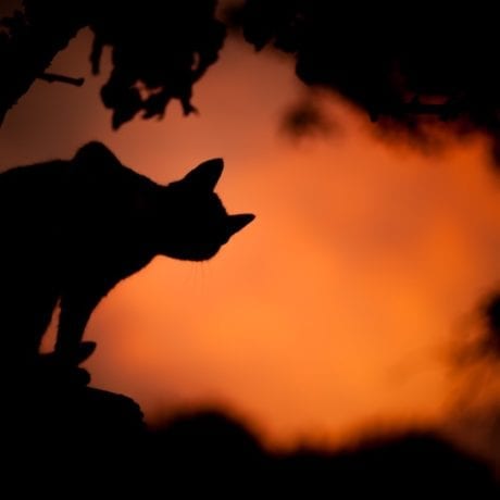 Une silhouette effrayante d'un chat noir.