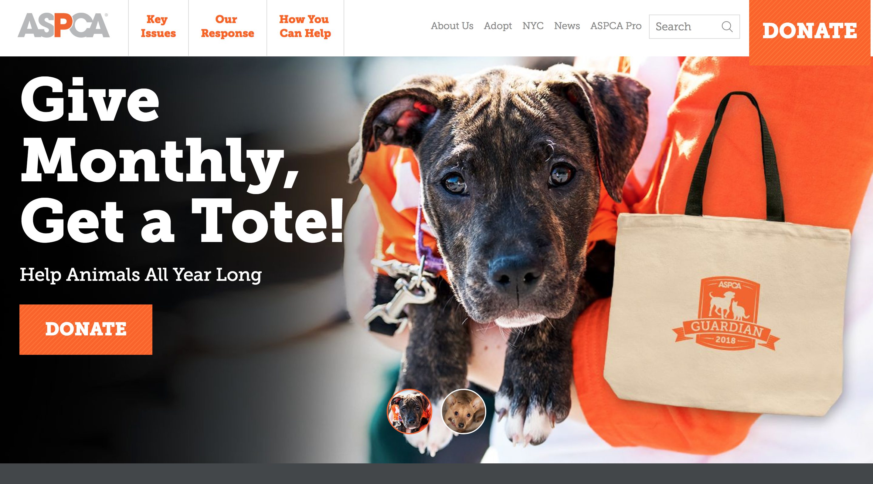 ASPCA Non Profit Website Design