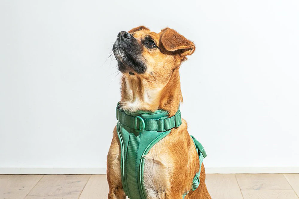 Un petit chien caramel portant un harnais vert regarde fixement l'abîme