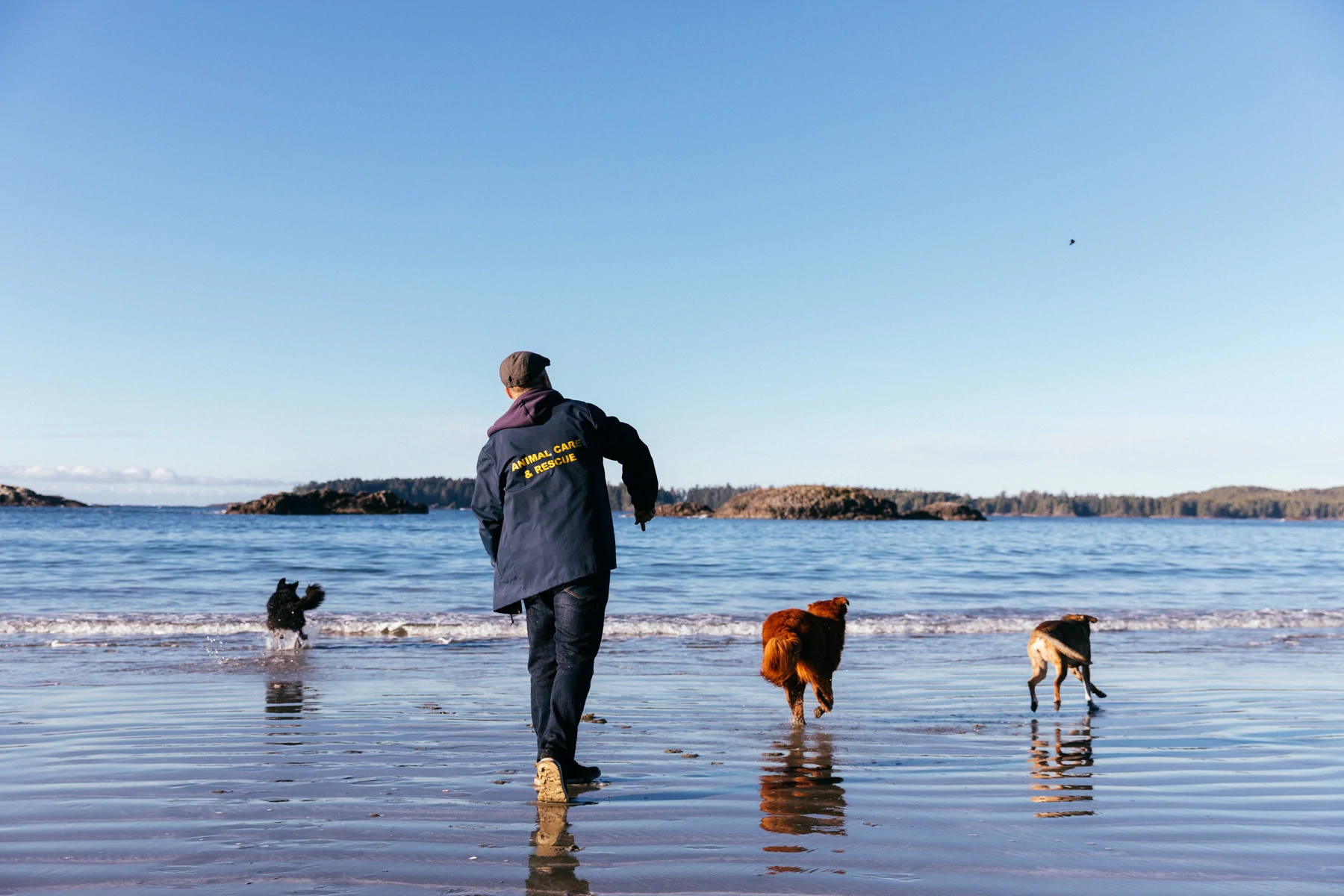 James Rodgers con una giacca blu con la scritta "Animal Care & Rescue" sul retro e jeans, gioca a prendere con tre cani sulla spiaggia.