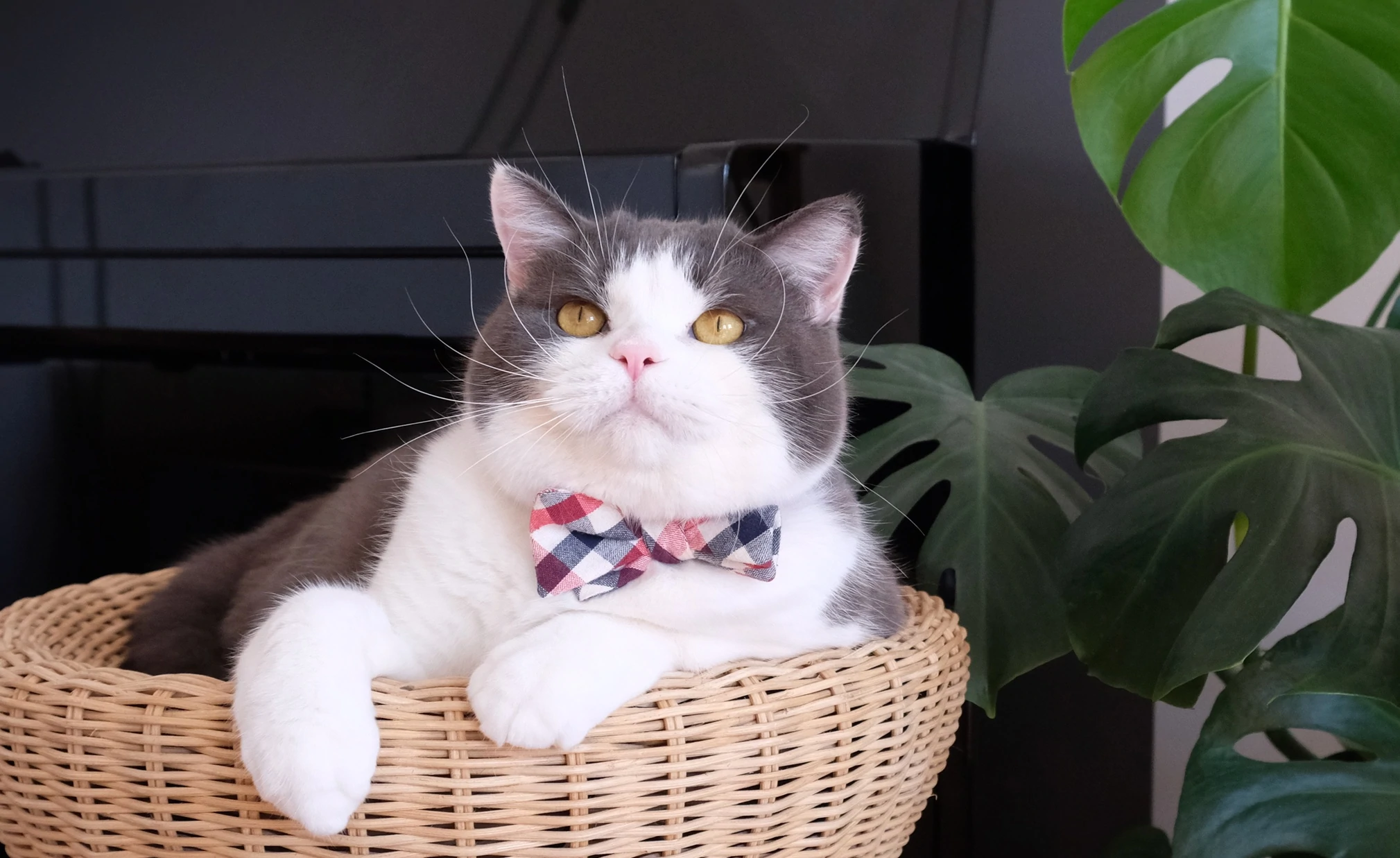 Gato branco e cinza usando uma gravata borboleta sentado em uma cama de gato de vime