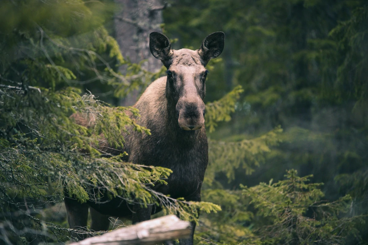 Seekor rusa besar di hutan