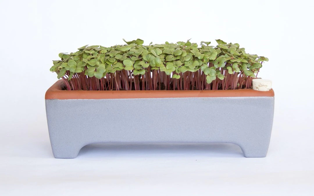 Kit microgreens self-watering Orta