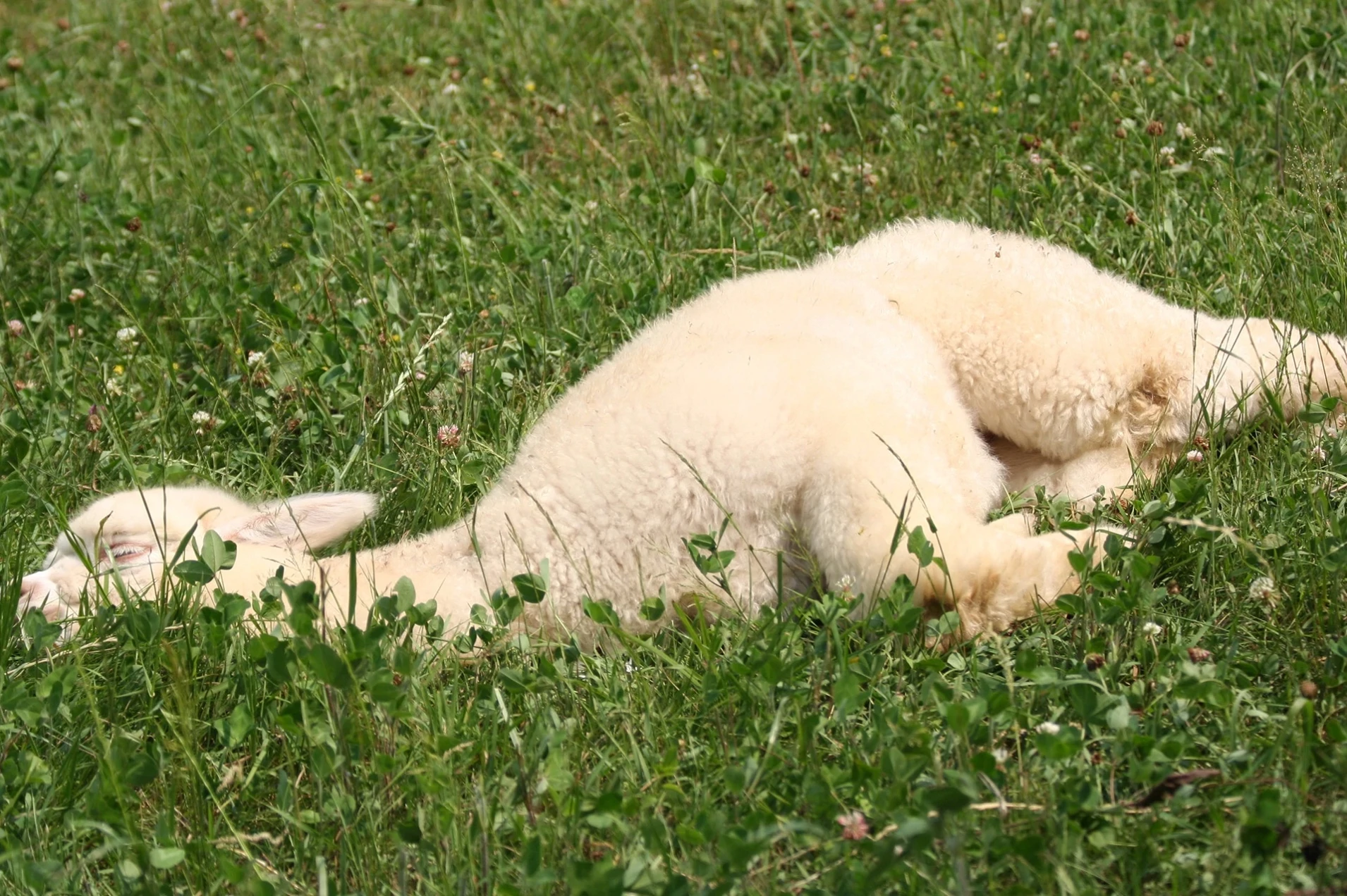 Seekor alpaca tidur di rerumputan