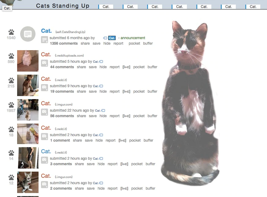 r/catsstandup reddit