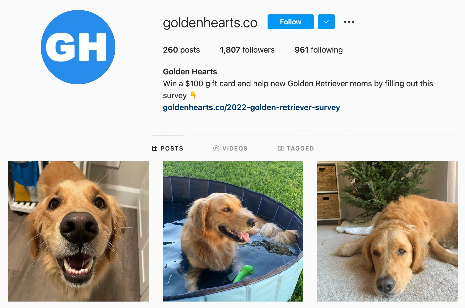 Profil Instagram de Golden Hearts