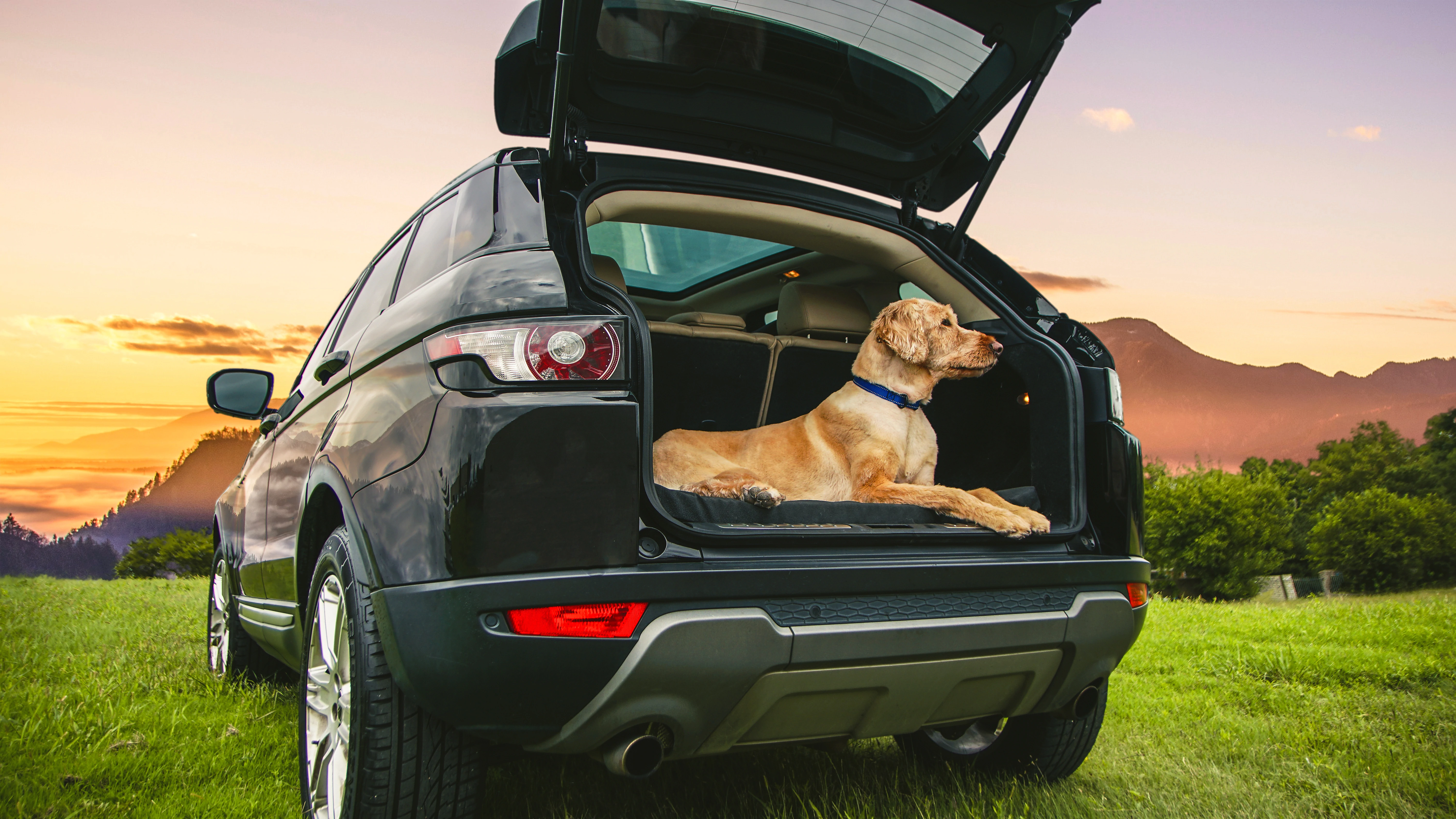 Un cane dorato nel retro di un'auto con la portiera del camion aperta, appoggiato su un materasso BuddyRest.