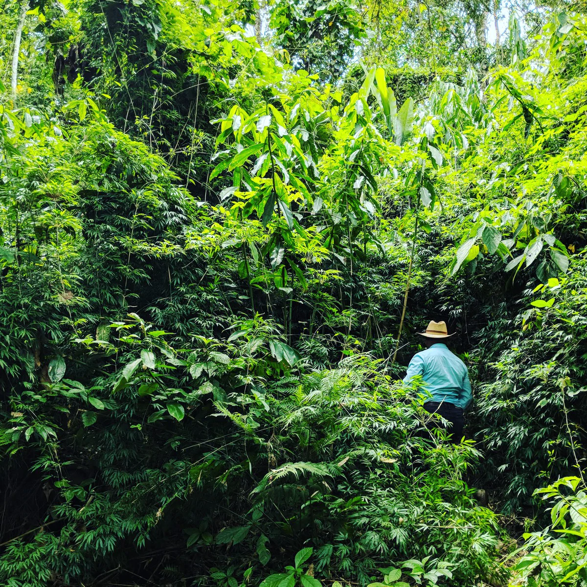 Seorang petani kapulaga jauh di dalam tanaman hijau Guatemala.