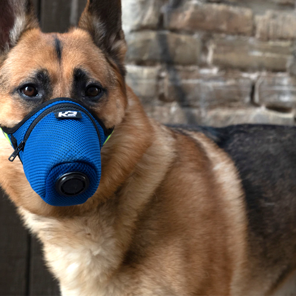 Коричневая собака в синей маске от K9 Mask.