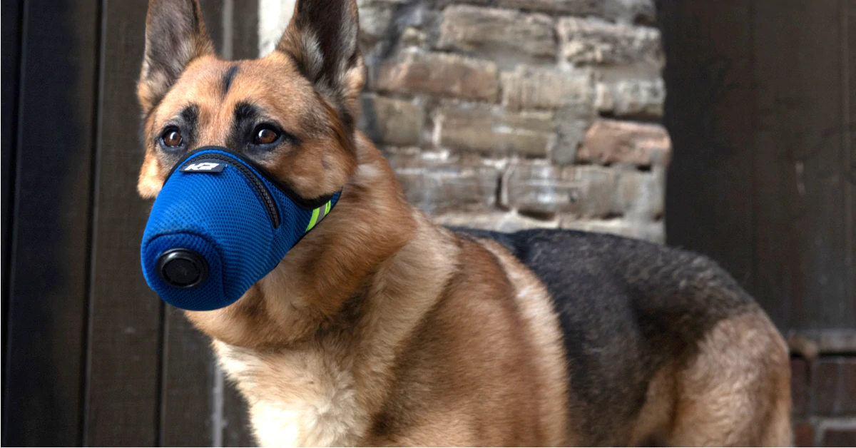 Немецкая овчарка в синей маске от K9 Mask.