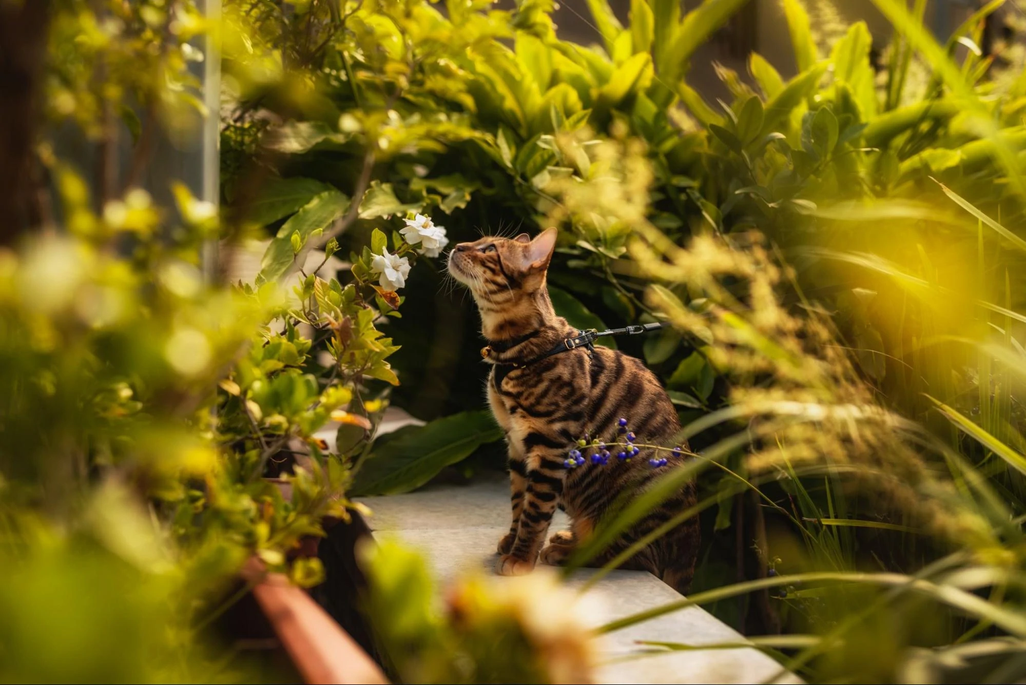 A cat in a black harness surrounded by trees.