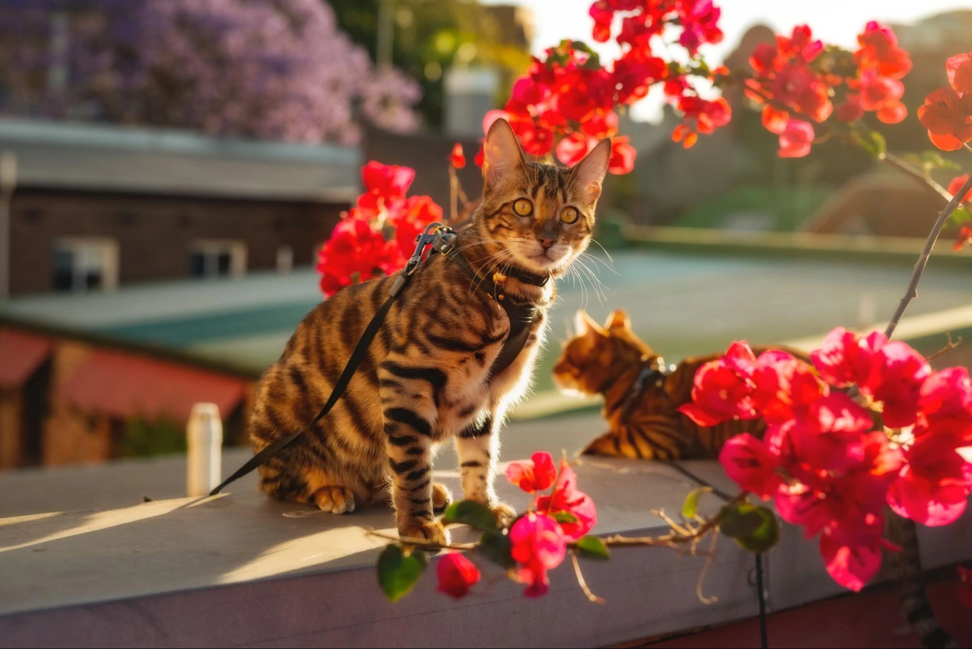 赤い花に囲まれた屋根にSupakitの首輪を付けた猫のペア。