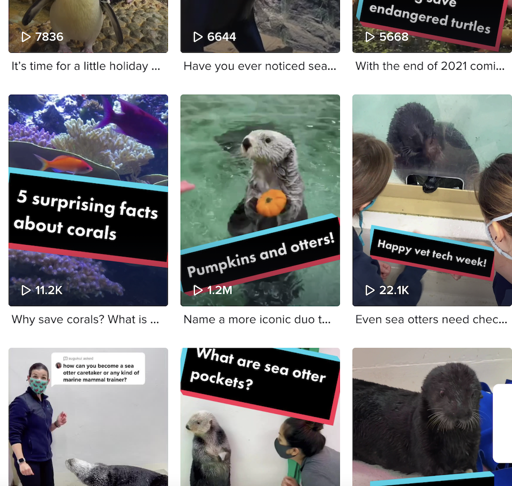 TikTok do Shedd Aquarium apresentando um vídeo com mais de um milhão de visualizações