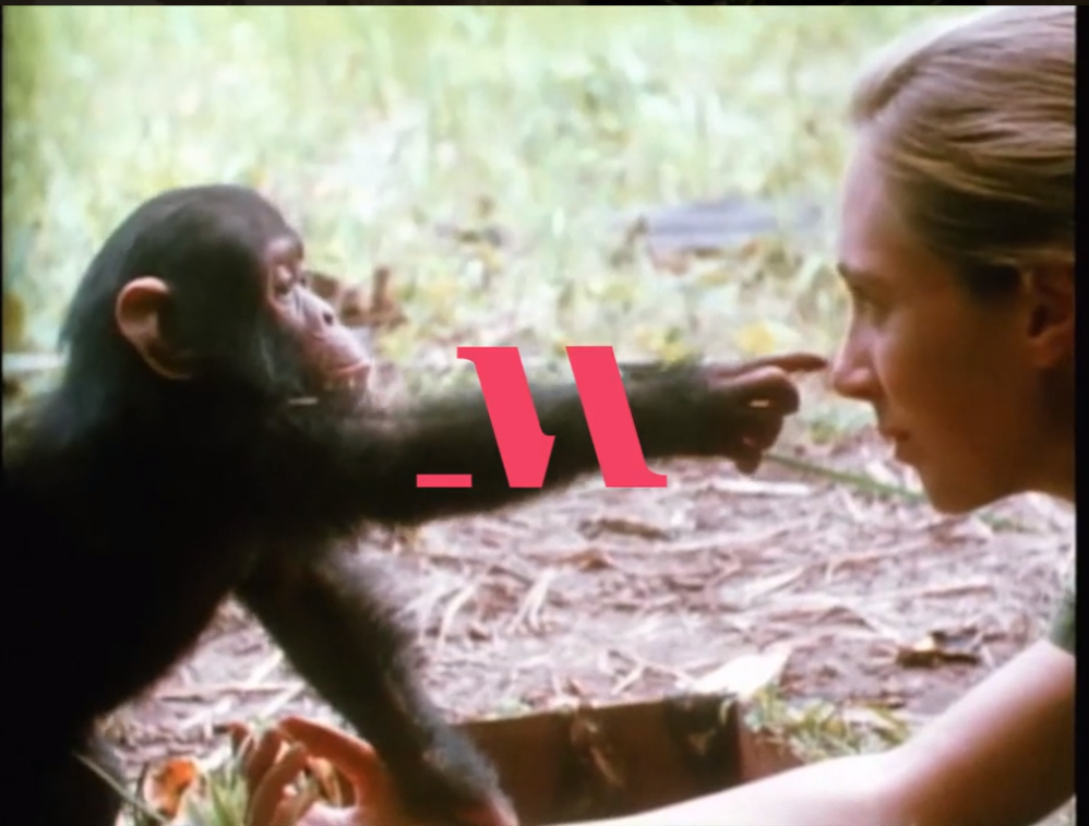 Dr-Jane-Goodall-Teaches-Conservation-MasterClass - 침팬지 행동