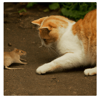 KI-Bilderzeugung – Katz und Maus