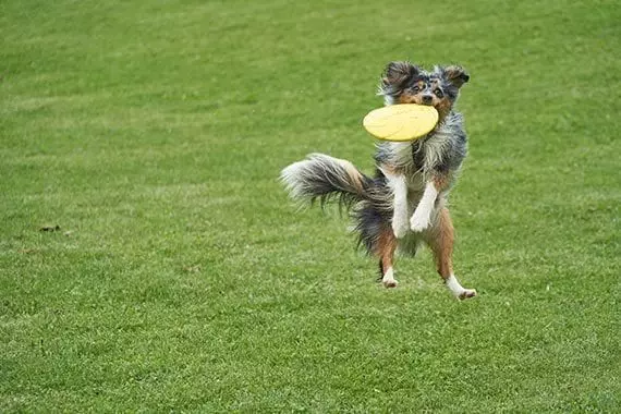 Un câine prinde un frisbee.