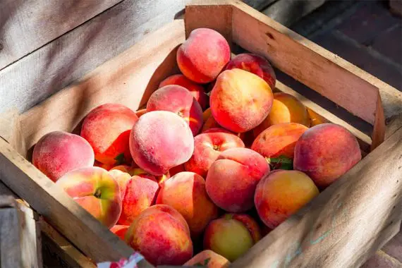 Photos of peaches in a wooden crate.