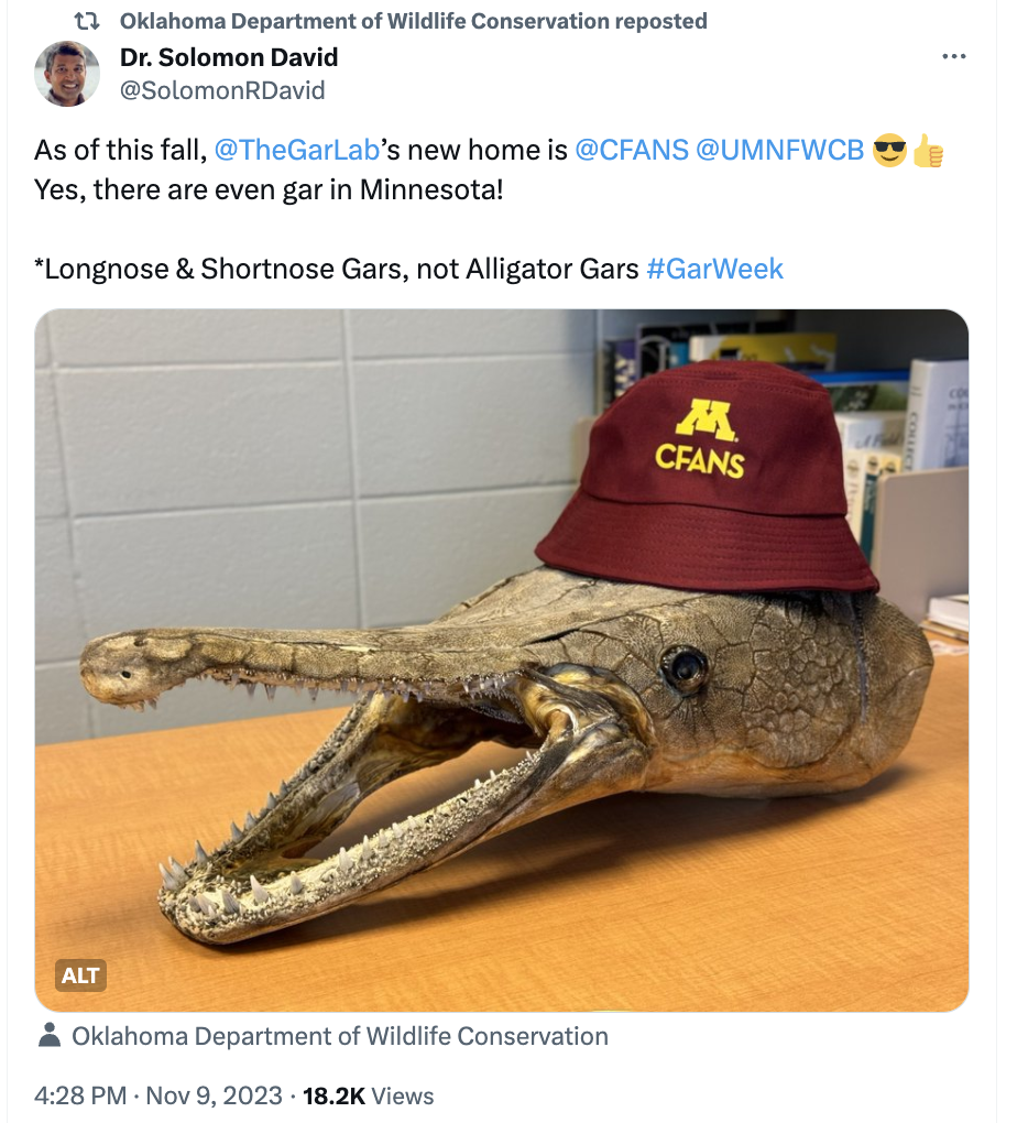 Tangkapan layar postingan di X (sebelumnya Twitter) dari Dr. Solomon David, mitra #GarWeek dari Oklahoma Department of Wildlife Conversation. Dalam postingan tersebut, Dr. David membagikan foto dari Gar Lab, kerangka kepala ikan gar yang mengenakan topi ember Universitas Minnesota.